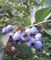 blue berry-1.jpg