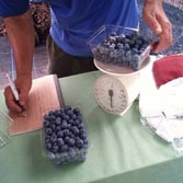 blue berry-5.jpg