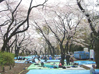 sakura_2009.jpg