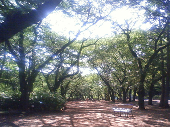 sakura_2011_1.jpg