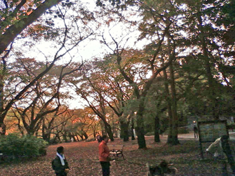 sakura_2011_2.jpg
