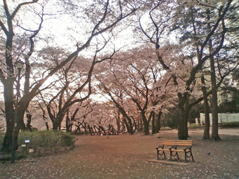 sakura_2011_3.jpg