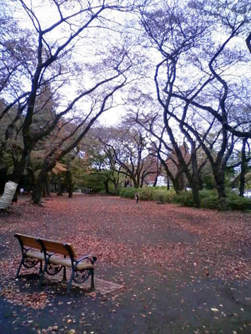 sakura_2013_3.jpg