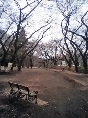 sakura_2013_4.jpg