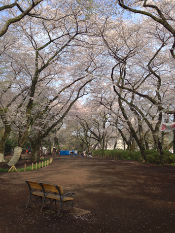 sakura_2013_5.jpg